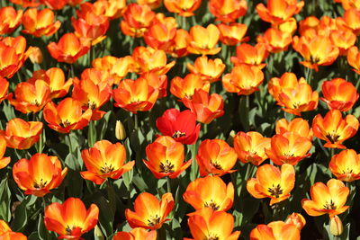 Full frame shot of orange flowers