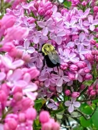 Close-up of insect on pink flowering plant