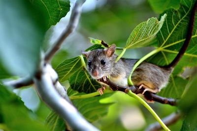 Close-up of mouse on tree