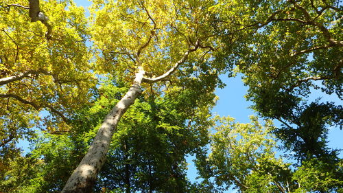 Low angle view of trees against sky