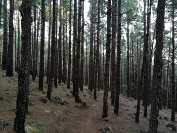 Panoramic shot of trees in forest