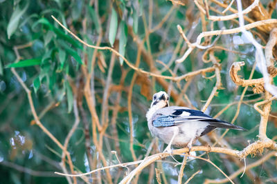 Close-up of bird perching on branch