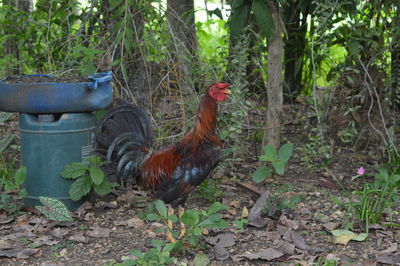 Close-up of rooster on field