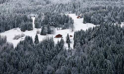 High angle view of snow covered forest