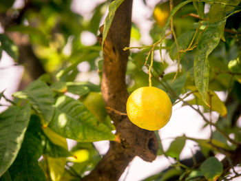 Lemon on a lemon tree