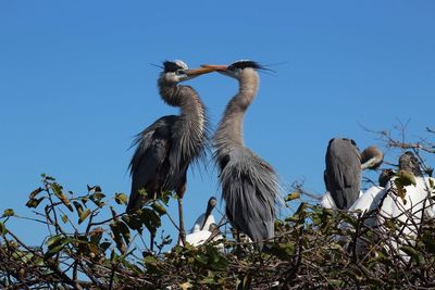 Low angle view of birds perching on tree against sky