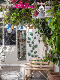 Potted plants on table