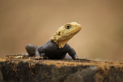 Close-up of lizard on wood