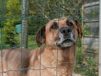 Close-up of dog stuck in fence