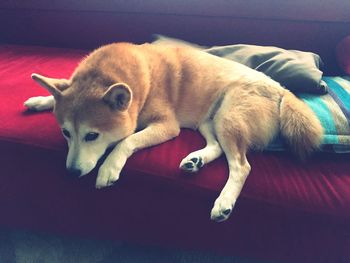 Dog sleeping on floor