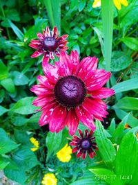 High angle view of flowers blooming outdoors