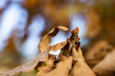 Close-up of dry leaves on tree