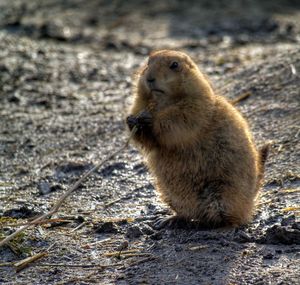 Close-up of beaver