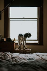 Dog standing on basket against window at home