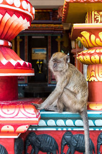 Monkey sitting in a store