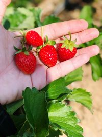 Close-up of hand holding strawberries