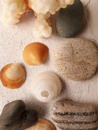 High angle view of shells