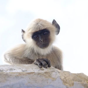Portrait of monkey sitting on stone wall
