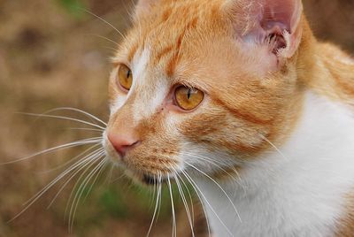 Close-up of a cat looking away