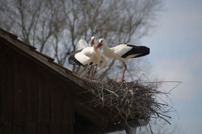 Low angle view of birds perching on nest