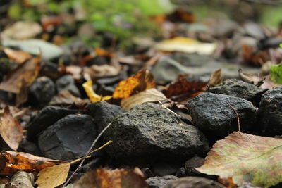 Close-up of dry leaves on rock