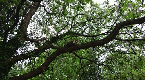 Low angle view of tree