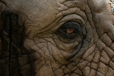 Close-up of elephant