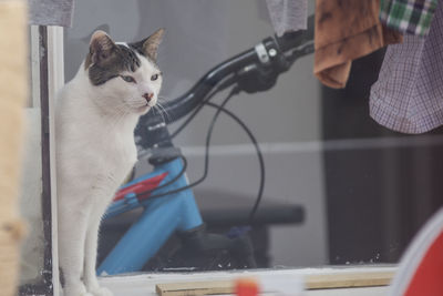 Close-up of hand holding cat by car