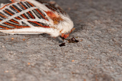 Close-up of insect on footpath