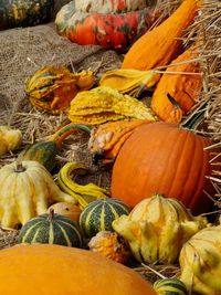 Pumpkins on farm during autumn