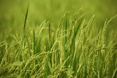 Close-up of stalks in field