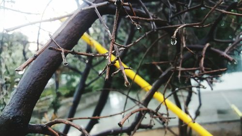 Close-up of tree branches