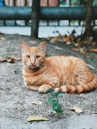 Portrait of cat sitting