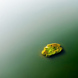 Close-up of rock in sea