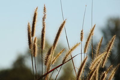 Close-up of reed growing in field against clear sky