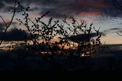 Low angle view of plants against cloudy sky