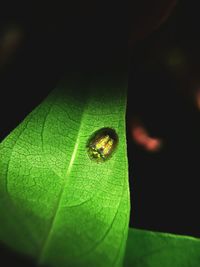 Close-up of green leaf