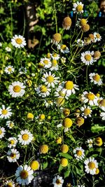 Close-up of yellow flowers blooming outdoors