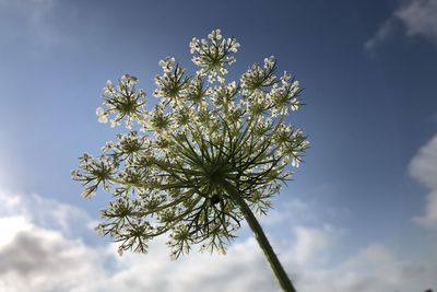 Low angle view of flowering plant against sky