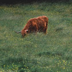 View of horse grazing on field