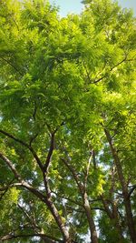 Low angle view of trees