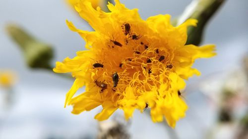 Close-up of bee on yellow flower