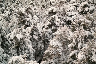 Full frame shot of tree