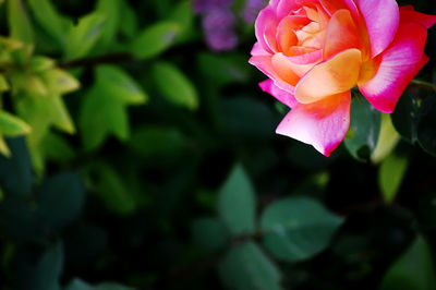 Close-up of pink rose