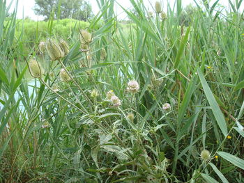 Close-up of plants growing on field