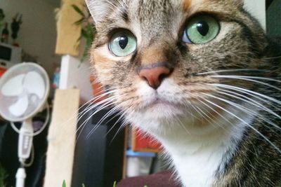 Close-up portrait of cat