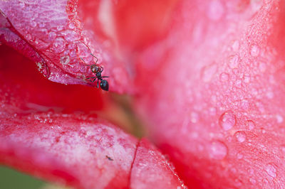 Close-up of wet red flower