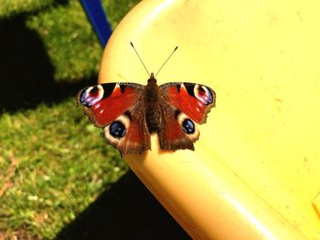 Close-up of butterfly on yellow flower