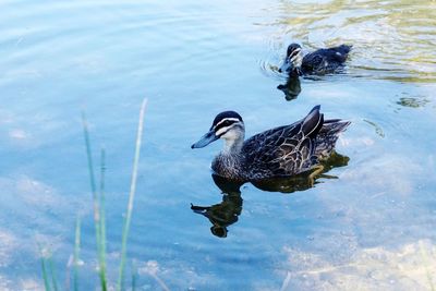 High angle view of duck swimming in lake