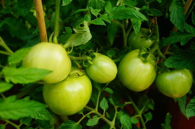 Close-up of fruits growing on plant